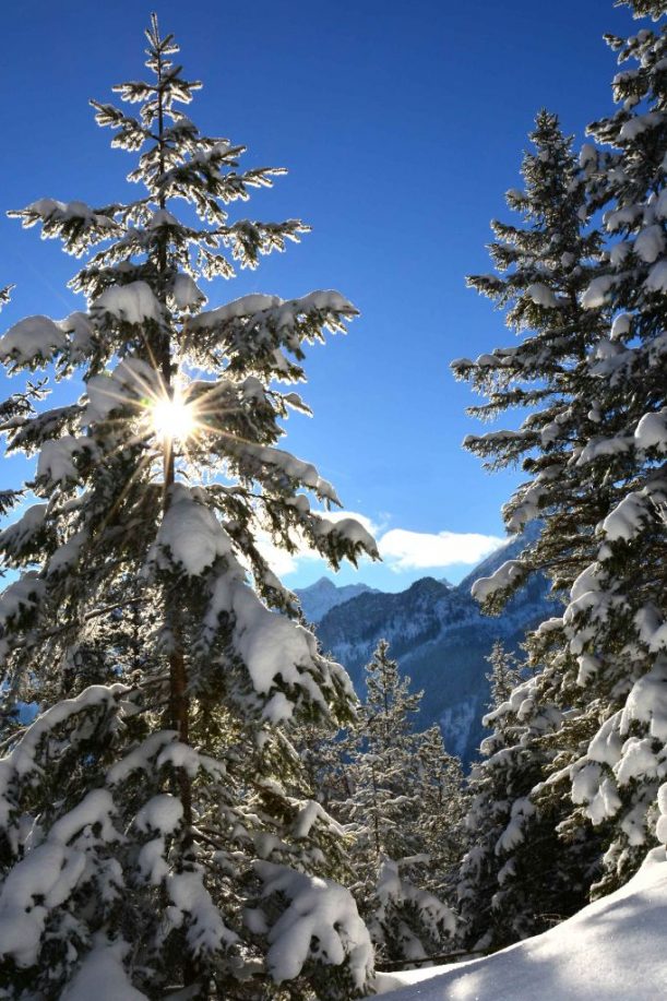 1. Falkenstein Winterwald