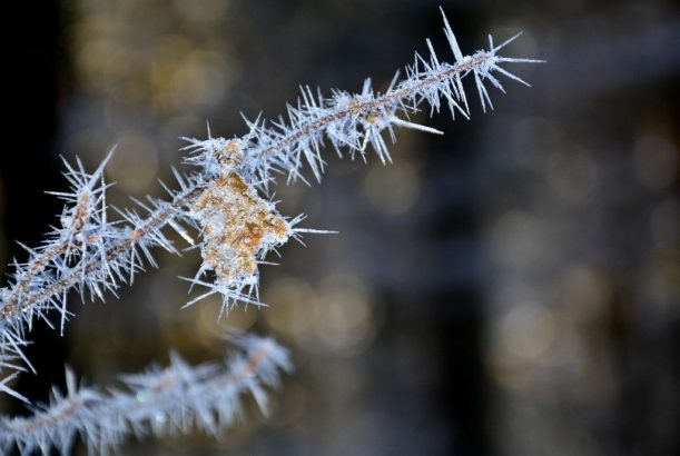 13. Falkenstein Frostzweige