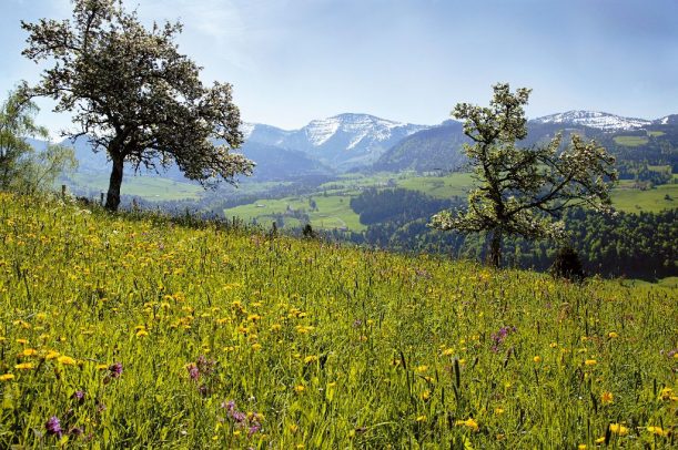 Frühlingswiese mit Blick auf den Berg Hochgrat