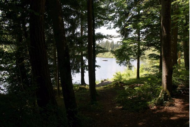 Rund um den Waldsee bei Lindenberg im Allgäu gibt es viele schattige Wanderwege, © Allgäu GmbH