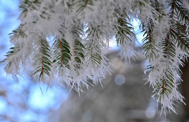 2. Falkenstein Frostzweige