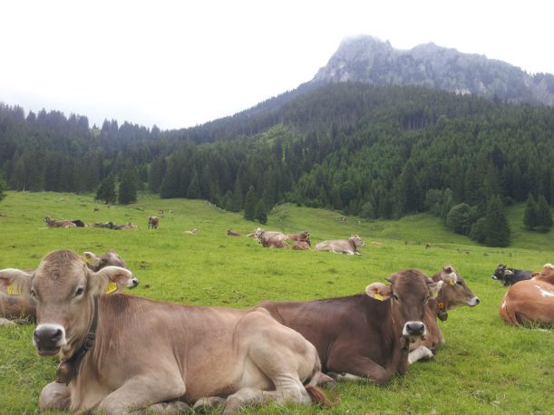 Keine Wegelagerer, nur brave Kühe im Tannheimer Tal.