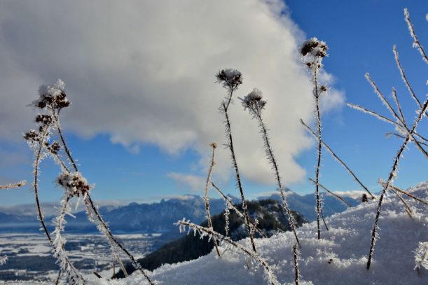 9. Falkenstein Frostblumen an der Ruine