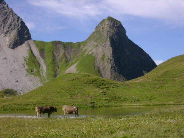 Entlang der Wanderung hatten wir einen Blick auf die Almkühe