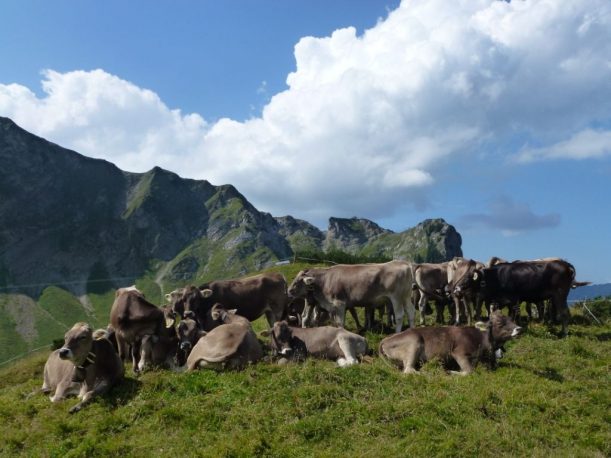 Mittags ruhen die Schumpen