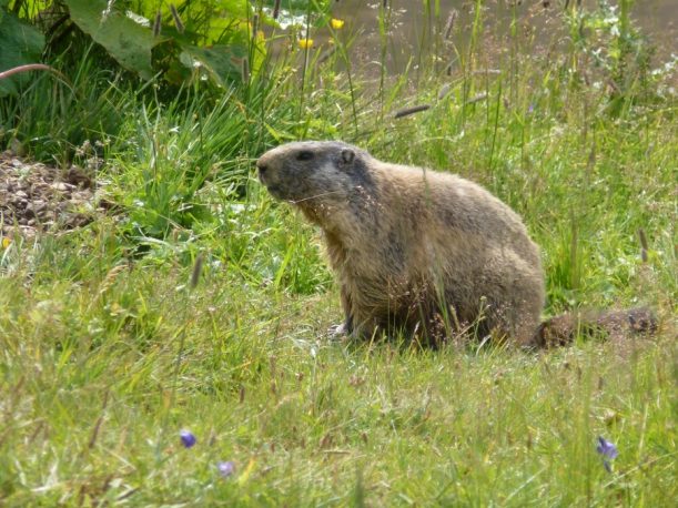 Diese Tiere zählen die Almen der Allgäuer Alpen zu ihrer Heimat