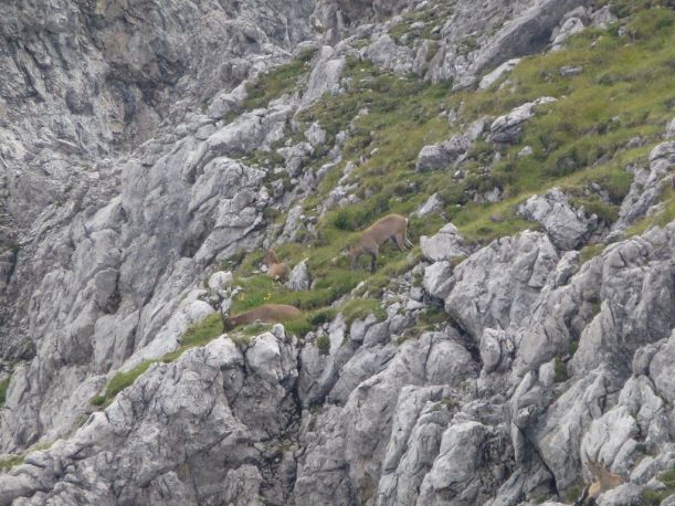 Steinböcke in der Berglandschaft der Allgäuer Alpen