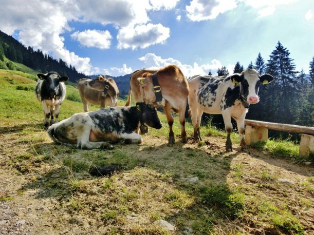 Kühe auf dem Hörner-Panoramaweg