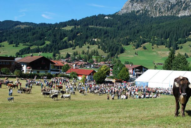 Sammelwiese für alle Tiere nach dem Abtrieb