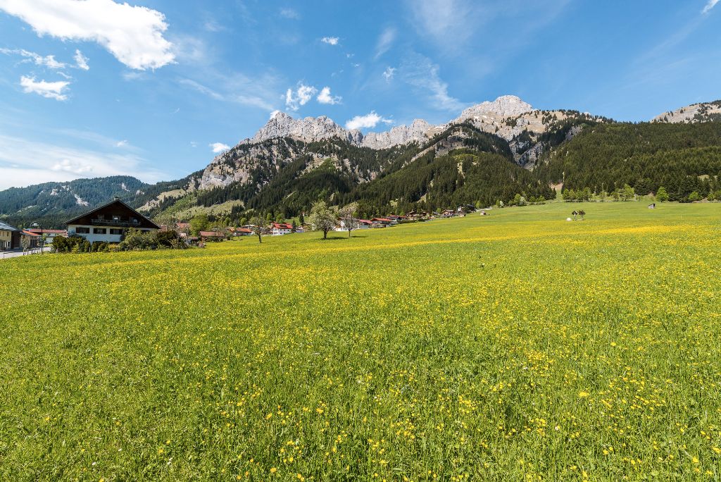 Bunte Blumen im Tannheimer Tal, Tirol