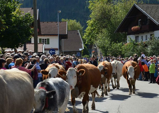 Ganz normaler Alltag: Allgäuer Kühe laufen durch die Stadt 