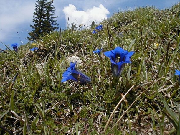 Frühling im Tannheimer Tal