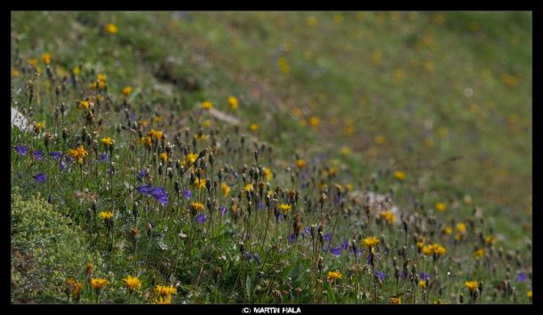 Bunte Blumen auf den Wiesen des Heilbronner Wanderweges