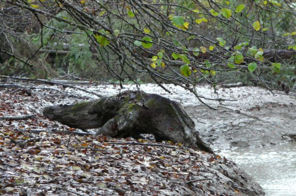 Fabelwesen mitten im Allgäu