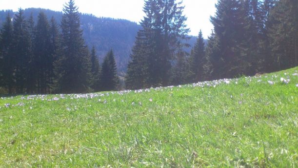 Krokosblüte in den Bayerischen Alpen