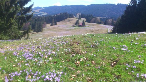 Krokosblüte in den Bayerischen Alpen