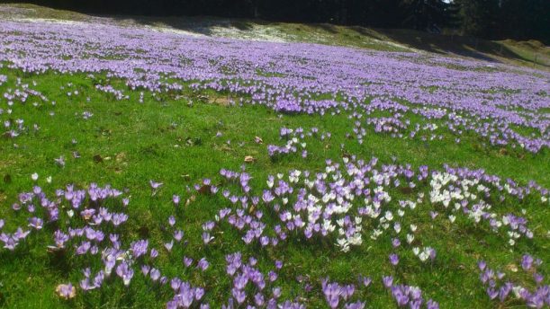 Krokosblüte in den Bayerischen Alpen