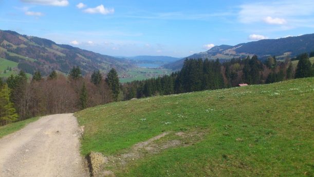 Krokosblüte in den Bayerischen Alpen