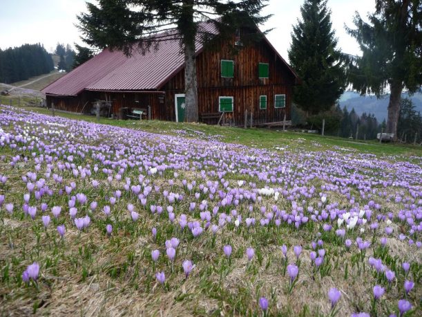 Wildkrokusse an der Hochsiedel-Alpe