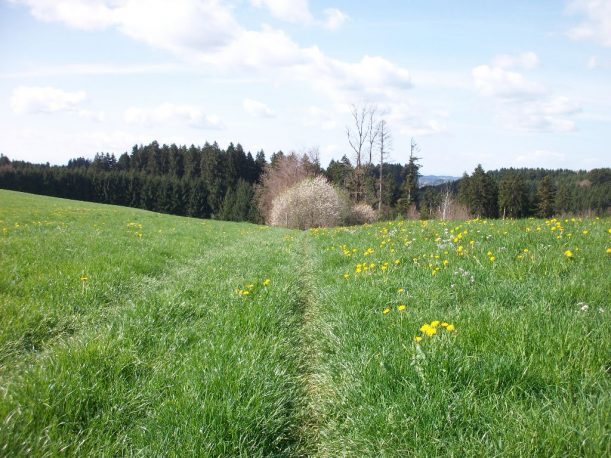 Wanderung von Kißlegg nach Wangen auf der Wiesengängerroute