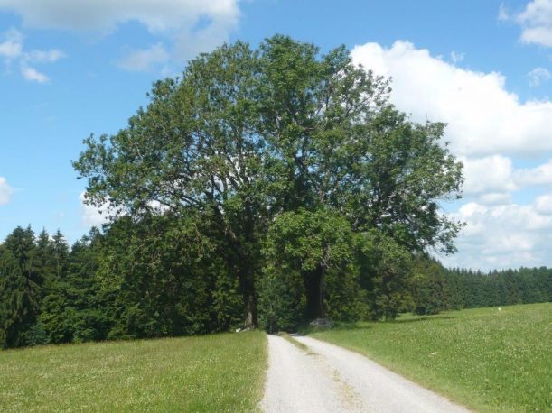 Radtour auf der Allgäuer Käsestraße