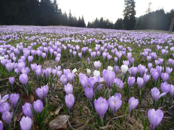 Krokusblüte am Berg Hündle - Allgäu im Frühling