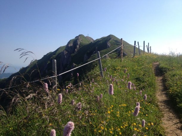 Allgäuer Gipfel: das Rindalphorn der Nagelfluhkette