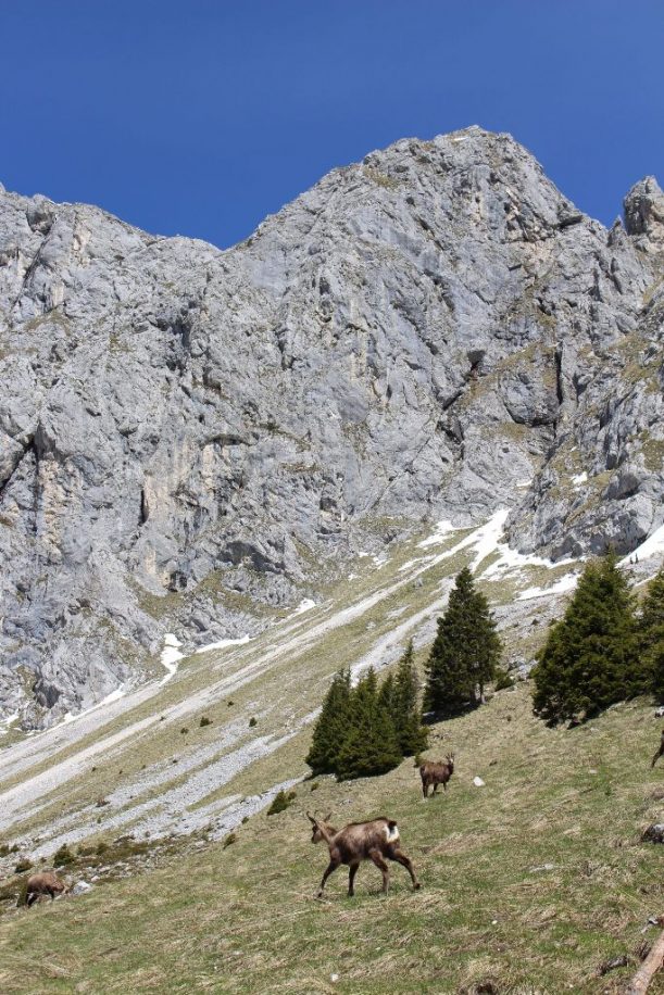 Rote Flüh, Gemsen, Allgäu Alpen, Gamsen, Gams, Gemse