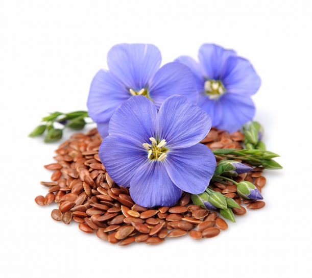 Allgäuer Flachsblüte mit Samen, dem Lein