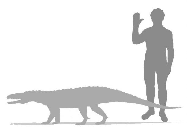 Ticinosuchus_Ferox_Größenvergleich