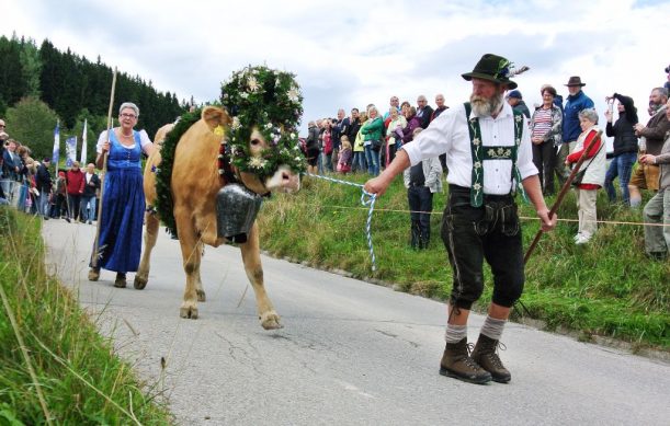 Viehscheid in den Allgäuer Alpen - das Kranzrind geht voran