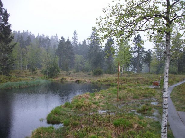 Das Wildrosenmoos im Naturschutzgebiet Hochmoor im Allgäu