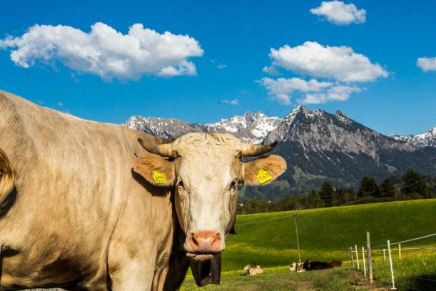 Allgäu Idylle Pur mit Kuh und Bergen an der Radrunde Allgäu.