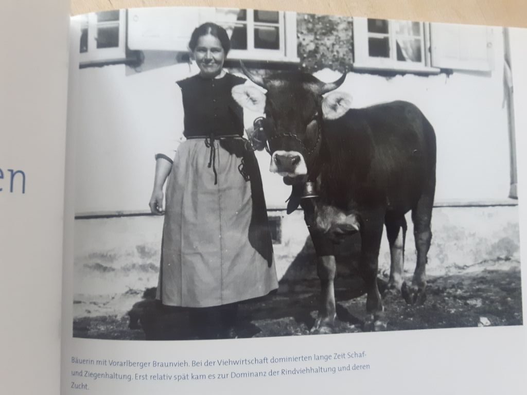 Das Braunvieh im 19. Jahrhundert