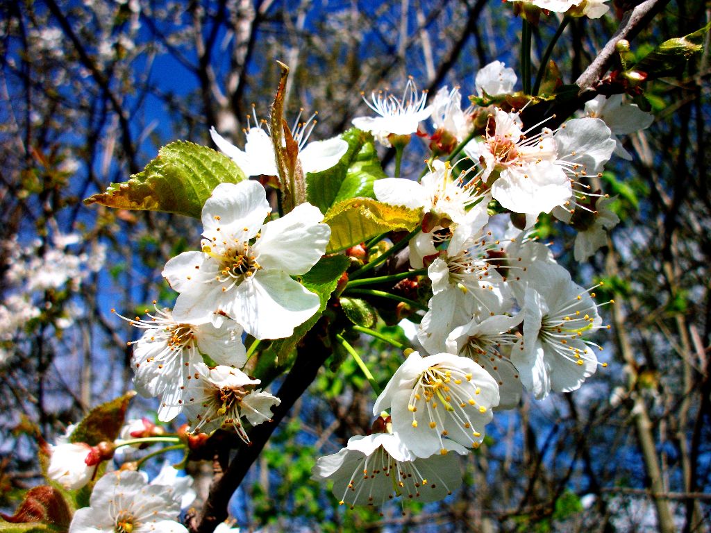 Kirschblüten in den Alpen