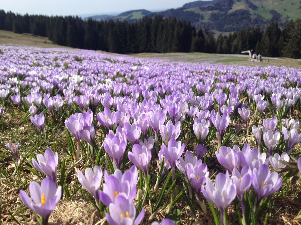 Krokusblüte am Hündle