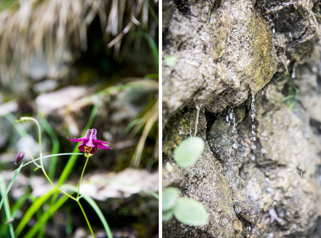 Wilde Orchideen und die ersten Anzeichen des Wasserfalls