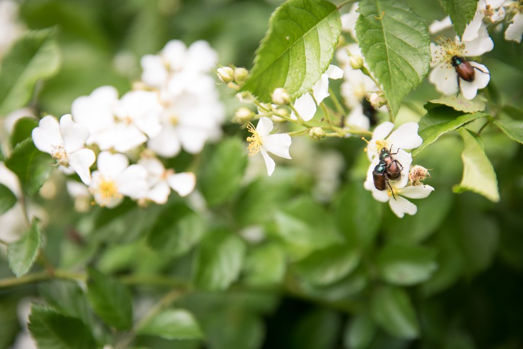 Blumen und kleine Insekten gibt es am Wegesrand zu entdecken