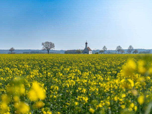 Rapsfeld Kirche Ostallgäu Radfahren Kirchweihtalrunde Frühling