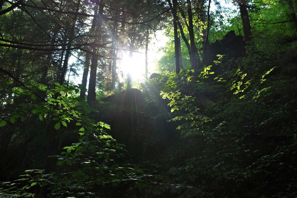 Bild des Wildbachtobel