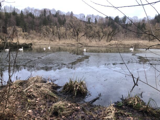 Seitenarm der Iller, teils gefroren